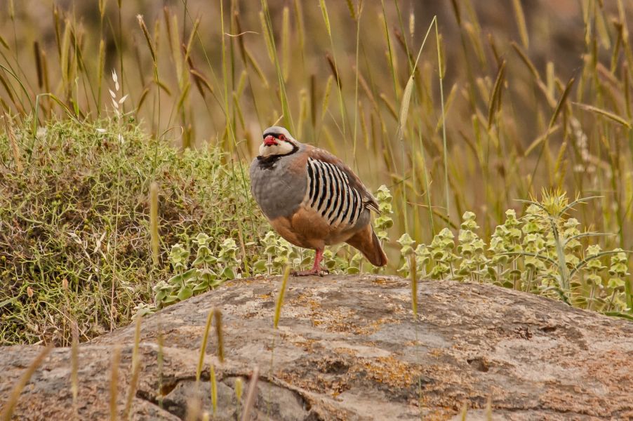 Alectoris chukar