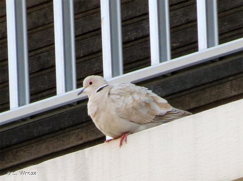Streptopelia roseogrisea