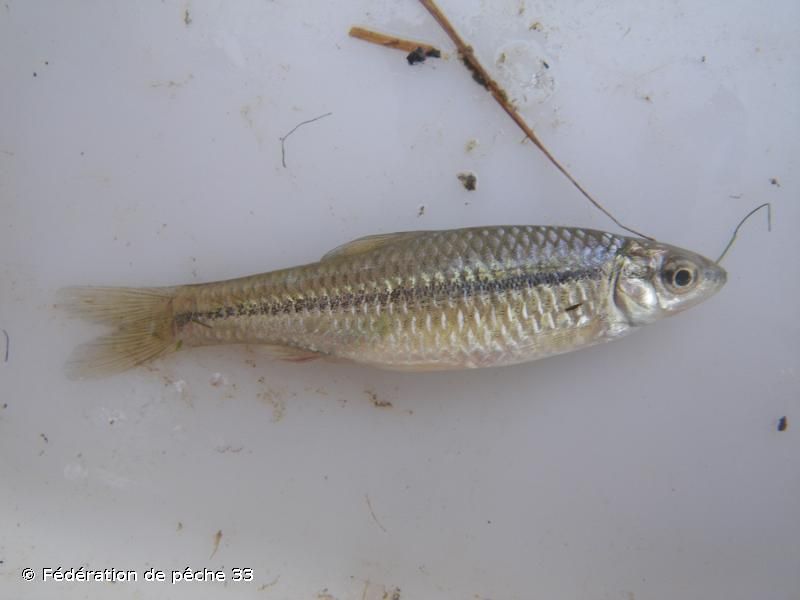 Pseudorasbora parva