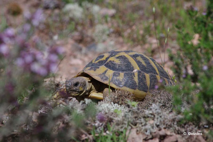 Testudo hermanni